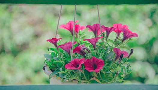 Pink Flowers thumbnail