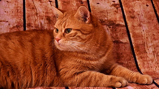 closeup photography of short-haired orange cat thumbnail