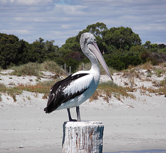 white and black pelican standing on white tree trunk thumbnail