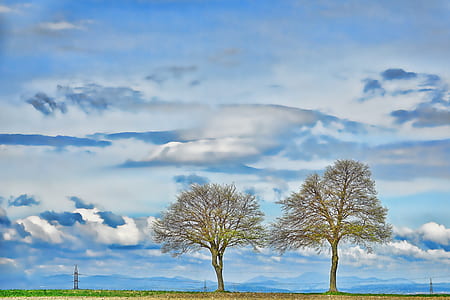 two green trees near grass field thumbnail