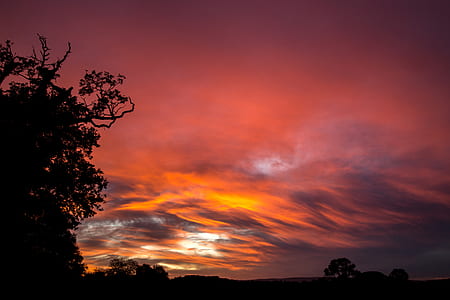 silhouette of a tree photography thumbnail