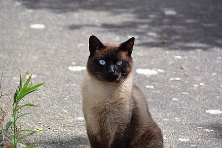 closeup photo of white and brown Siamese thumbnail