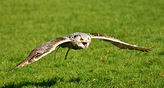 selective focus photography of flying horned owl above green grass field thumbnail
