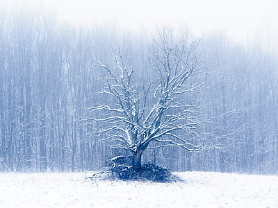 withered tree in snow field at daytime thumbnail