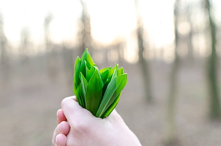 person holding green leaves thumbnail