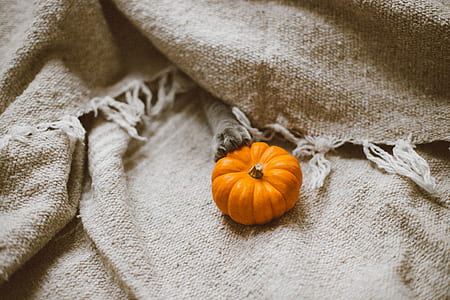 pumpkin on beige textile thumbnail