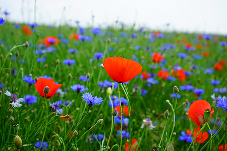 selective focus photography of red poppy flowers thumbnail