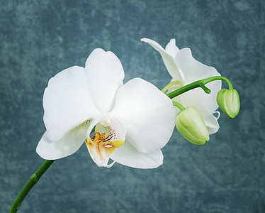 white flowers thumbnail