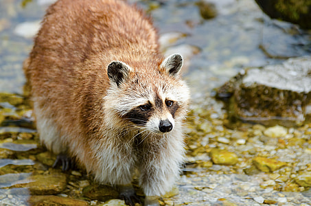 raccoon on top of body of water thumbnail