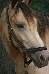 close view of brown horse thumbnail