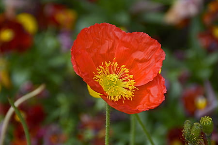 selective focus photography of red poppy flower thumbnail