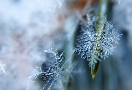 macro photography of snowflakes on leaves thumbnail