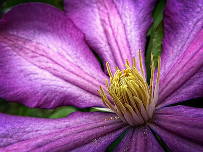 purple petaled flower thumbnail