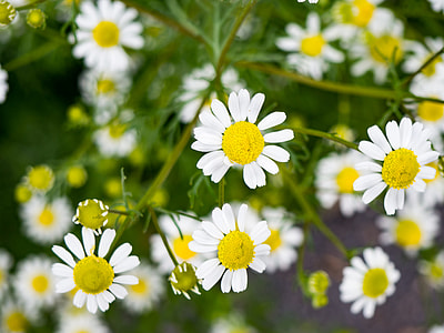 white flowering plants thumbnail