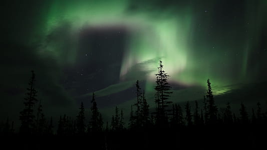 green pine trees thumbnail