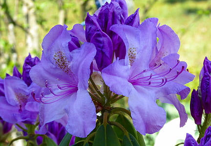 purple flowers thumbnail