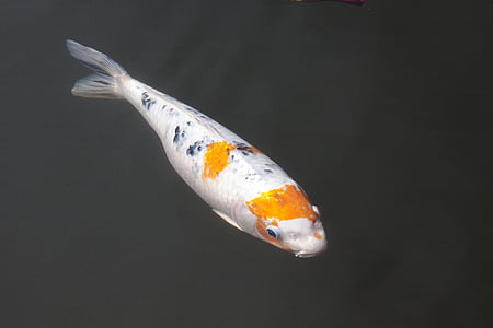 orange and white koi fish thumbnail