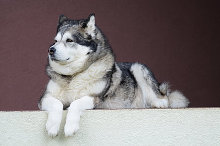 adult black and white Siberian husky thumbnail