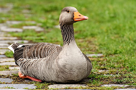 grey duck sitting on green grass thumbnail