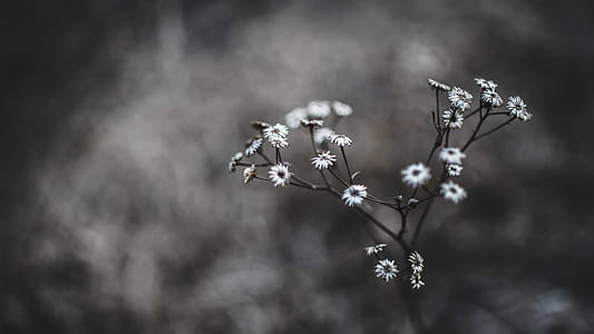 white flower shallow focus thumbnail