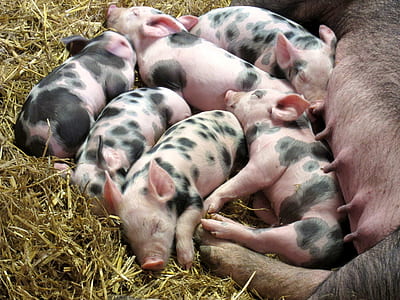 piglets, farm, pig, livestock, pink, little thumbnail
