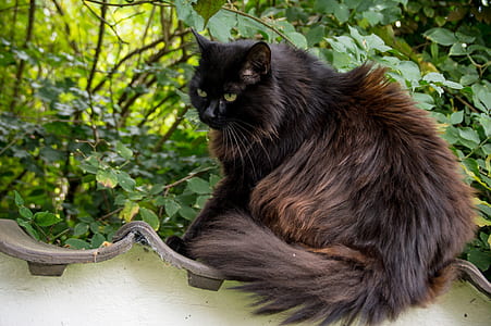 long-coated brown cat during daytime thumbnail