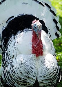 white and black turkey thumbnail