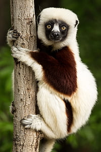 animal holding on tree trunk thumbnail