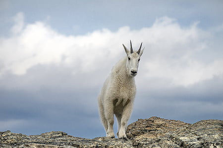 white ram goat on cliff thumbnail