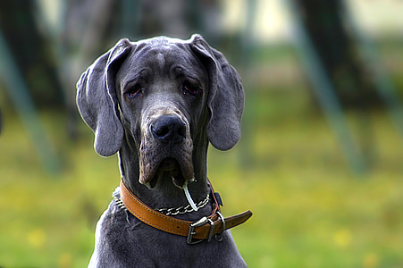 selective-focus photography of gray dog thumbnail