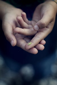 green insect on person's hand thumbnail