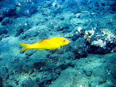 yellow fish under the ocean thumbnail