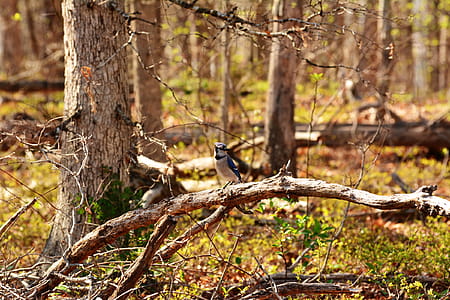 A blue jay bird hunting for food. thumbnail