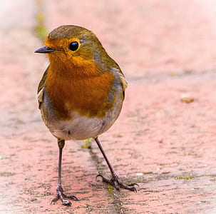 brown and orange bird standing on concrete floor thumbnail
