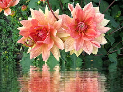 two pink flowers thumbnail