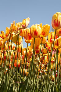Tulip flower festival field thumbnail