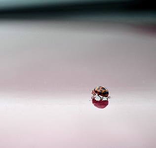 black and orange ladybug thumbnail