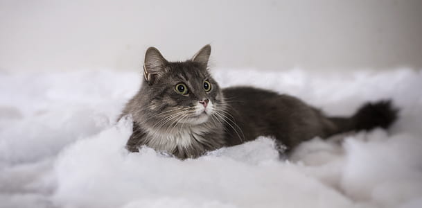 gray fur cat on white cotton thumbnail