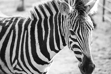 Zebra Black&White Portrait thumbnail