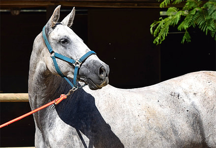 gray horse with blue harness thumbnail