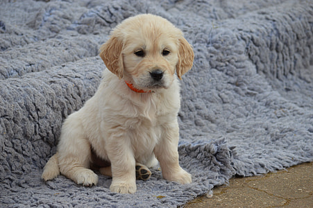 golden retriever puppy on focus photo thumbnail