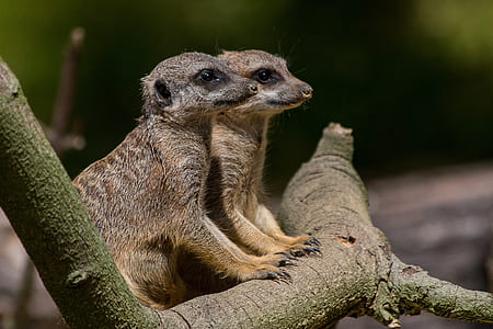 two meerkats standing beside wood thumbnail