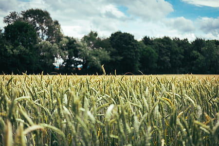 green grass field thumbnail