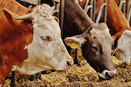 three brown-and-white cows eating grass thumbnail