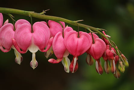 pink and white flowers thumbnail