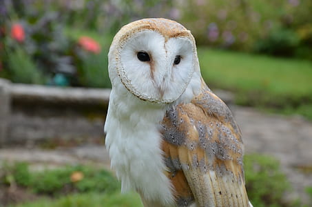 brown and white barn owl thumbnail