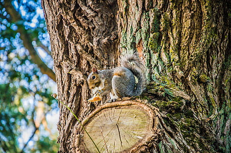 squirrel on branch of tree thumbnail