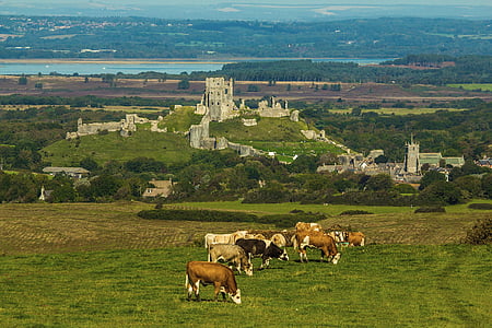 white and brown cattles eating grass thumbnail