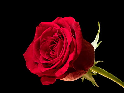 red rose thumbnail