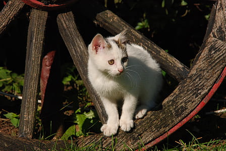 photo of cat on brown horse carriage wheel during daytime thumbnail